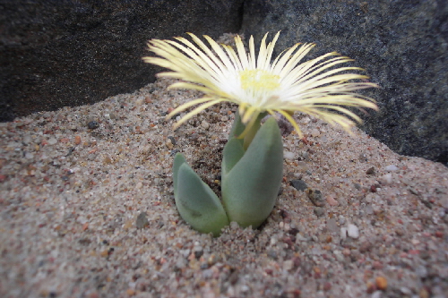 cheiridopsis herrei